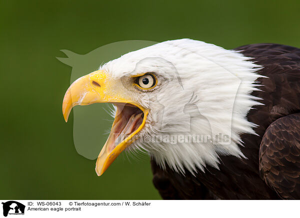 American eagle portrait / WS-06043