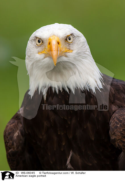 American eagle portrait / WS-06045