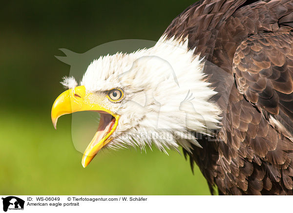 American eagle portrait / WS-06049