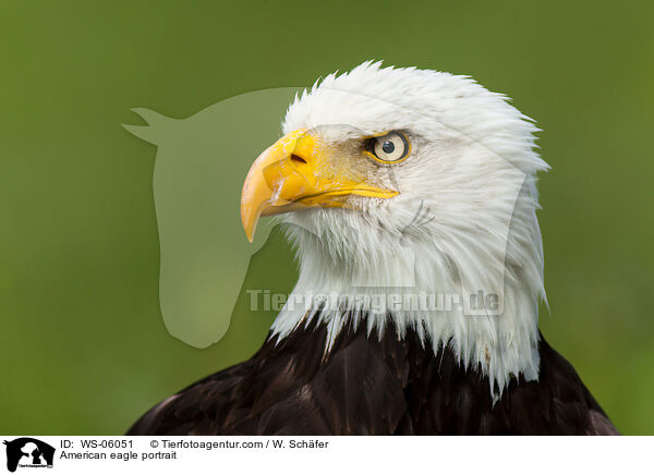 American eagle portrait / WS-06051