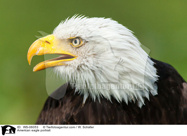 American eagle portrait / WS-06053
