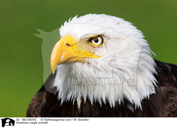 American eagle portrait / WS-06055