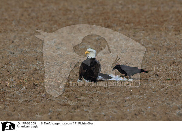American eagle / FF-03659