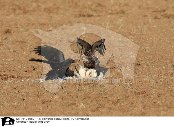 American eagle with prey / FF-03660