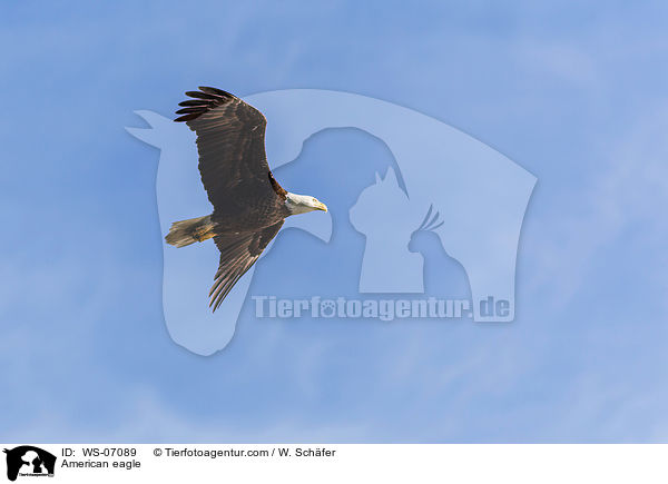 American eagle / WS-07089