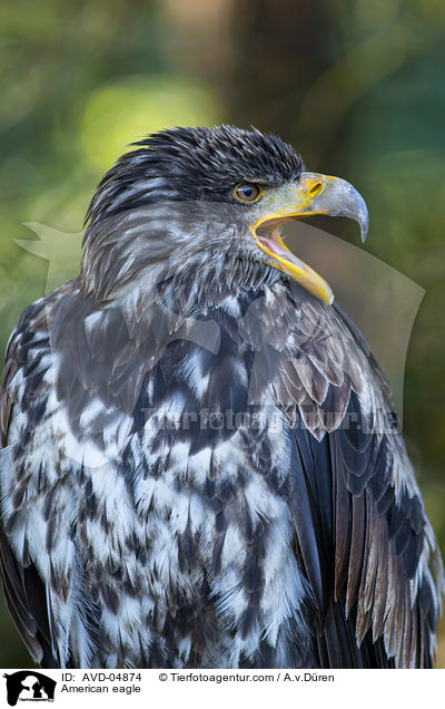 American eagle / AVD-04874