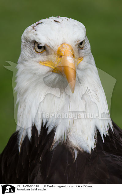American bald eagle / AVD-05518