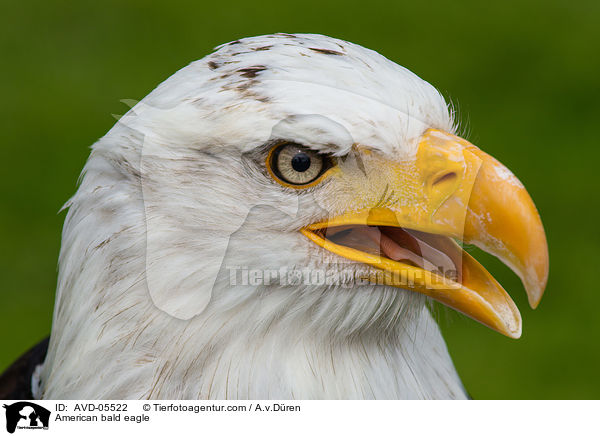 American bald eagle / AVD-05522