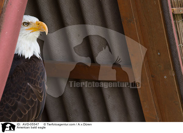 American bald eagle / AVD-05547