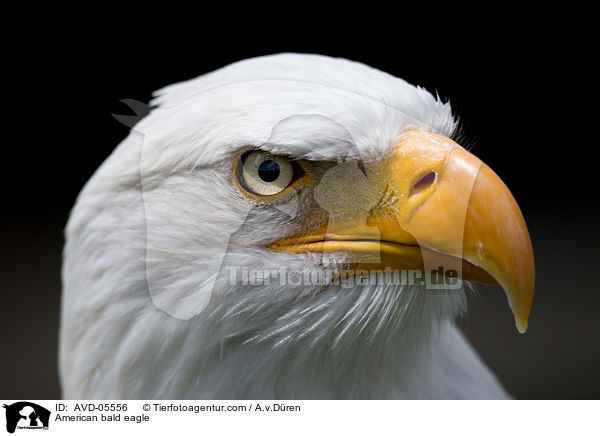 American bald eagle / AVD-05556