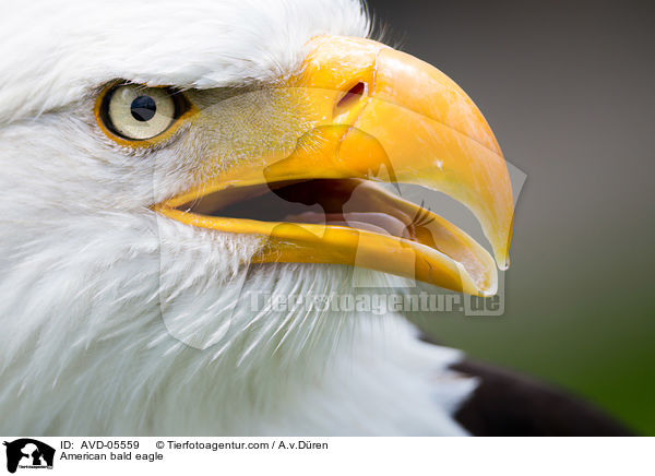 American bald eagle / AVD-05559