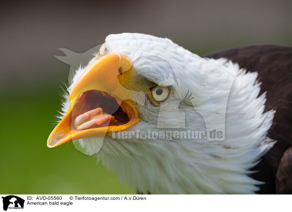 American bald eagle / AVD-05560