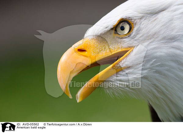 American bald eagle / AVD-05562