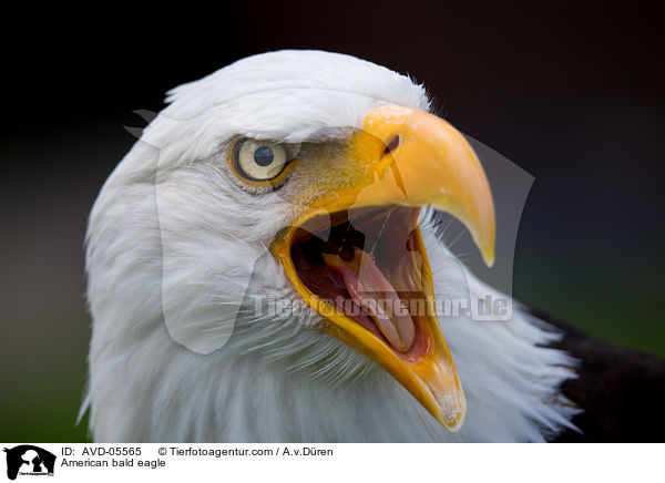 American bald eagle / AVD-05565