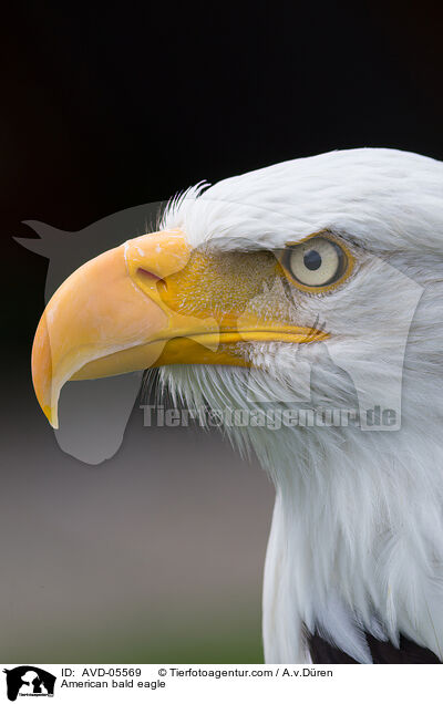 American bald eagle / AVD-05569