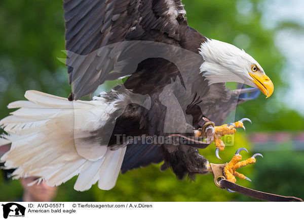 American bald eagle / AVD-05571