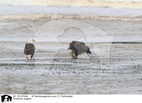 American eagles / FF-07084