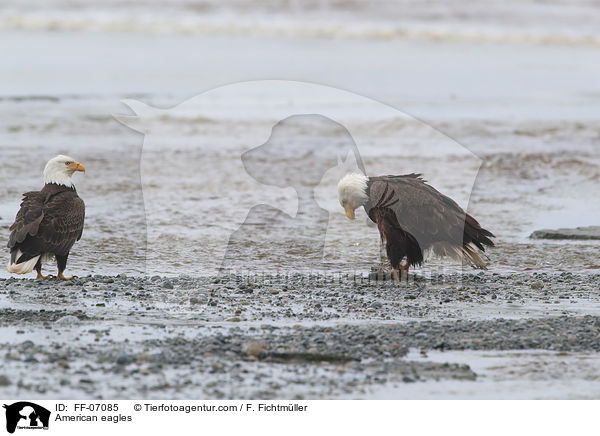American eagles / FF-07085