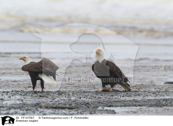 American eagles / FF-07087