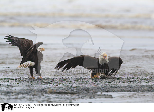 American eagles / FF-07089