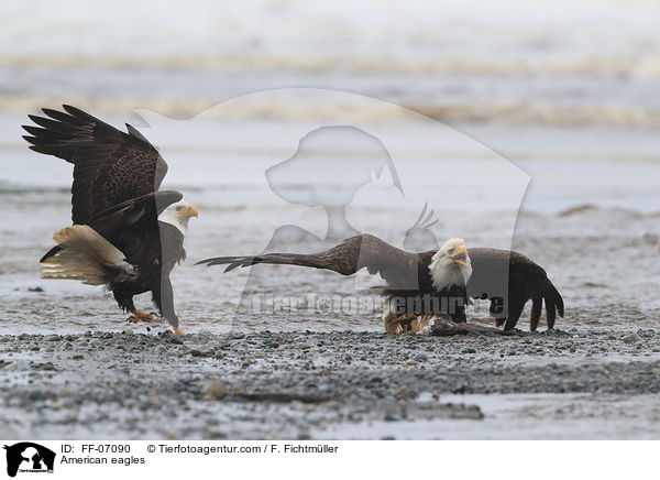 American eagles / FF-07090
