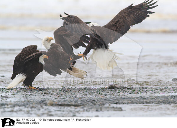 American eagles / FF-07092