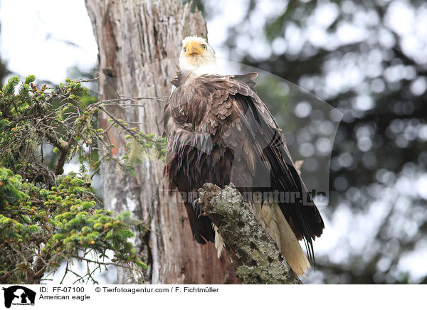 American eagle / FF-07100