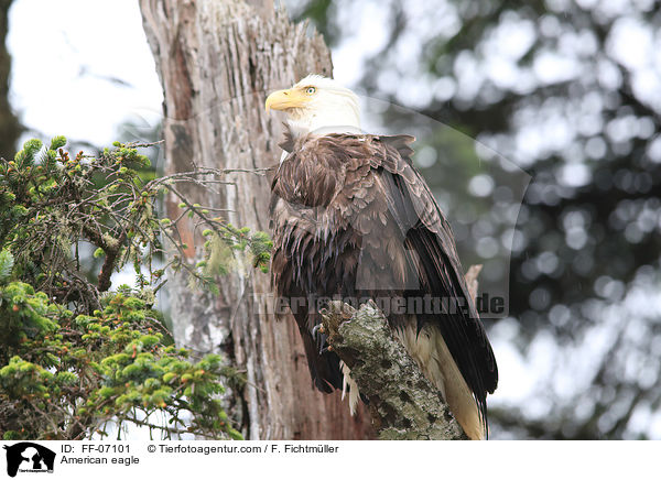 American eagle / FF-07101