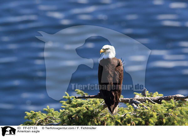 American eagle / FF-07133