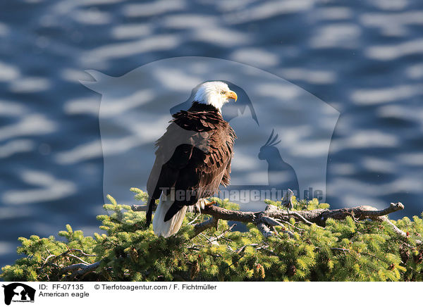 American eagle / FF-07135