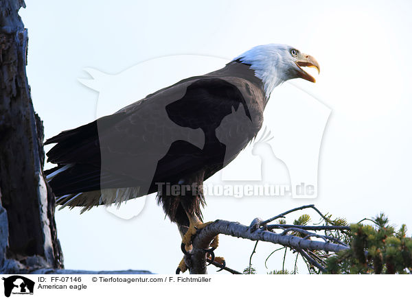 American eagle / FF-07146