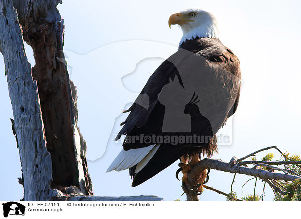 American eagle / FF-07151