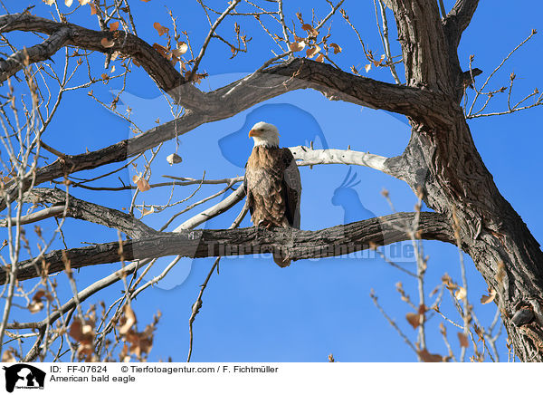 American bald eagle / FF-07624