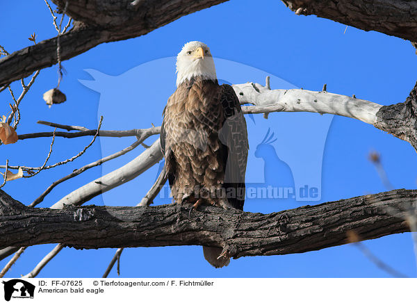 American bald eagle / FF-07625
