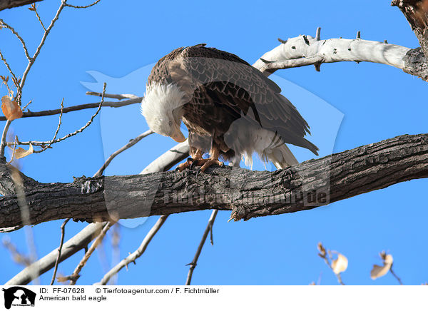 American bald eagle / FF-07628