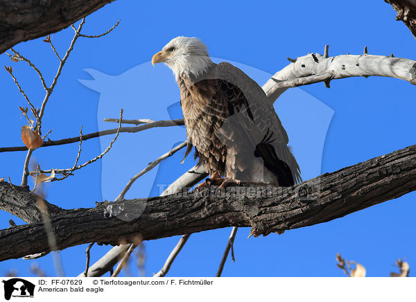 American bald eagle / FF-07629