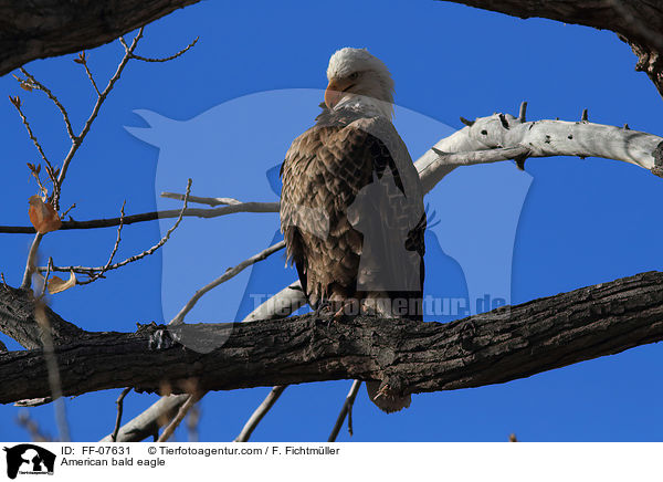 American bald eagle / FF-07631