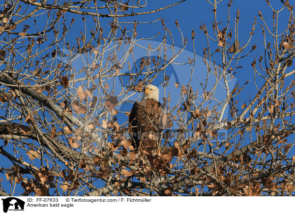 American bald eagle / FF-07633