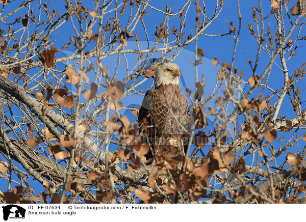 American bald eagle / FF-07634