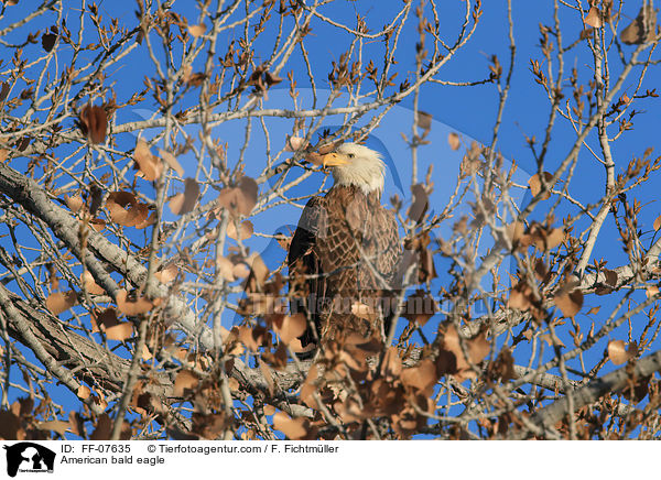 American bald eagle / FF-07635