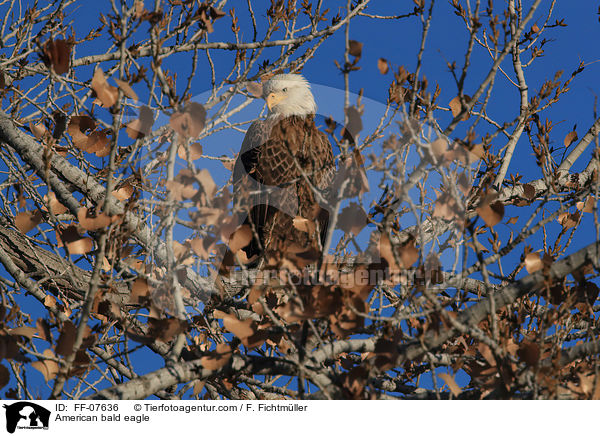 American bald eagle / FF-07636