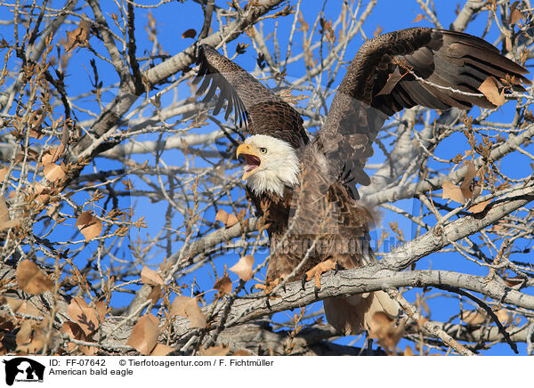 American bald eagle / FF-07642