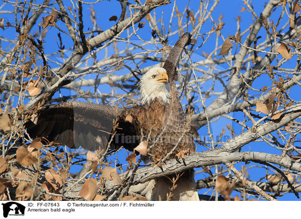 American bald eagle / FF-07643