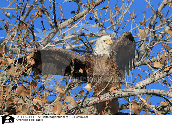 American bald eagle / FF-07644