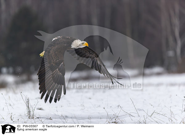 flying american eagle / PW-05567