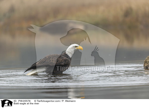 Bald eagle at the river / PW-05578