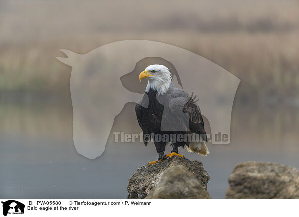 Bald eagle at the river / PW-05580
