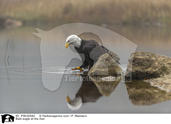 Bald eagle at the river / PW-05582