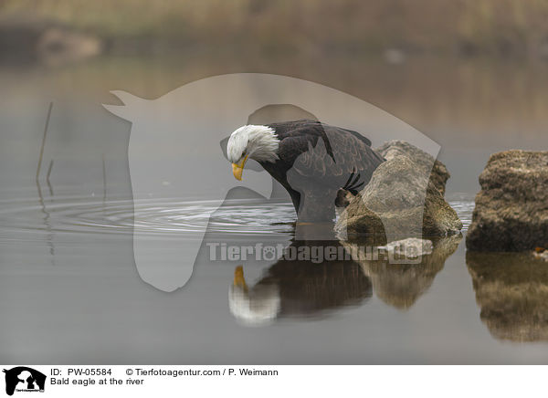 Bald eagle at the river / PW-05584