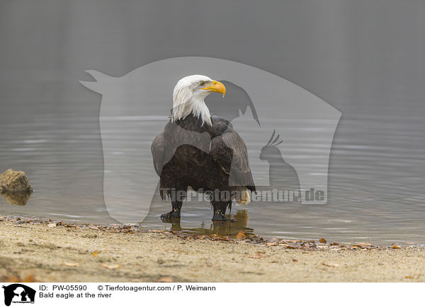 Bald eagle at the river / PW-05590